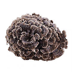Сушена Грифола кучерява, Мейтаке (лат. Grifola frondosa), 100 гр