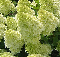 Гортензія Чарівна Свічка (Hydrangea paniculata Magical Candle)