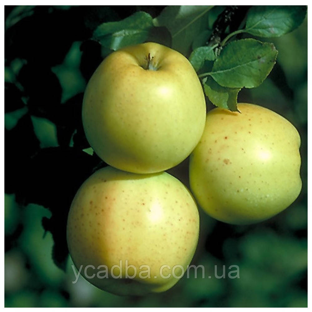Яблуня Хоней Голд (зимова), фото 1