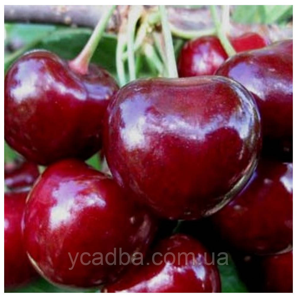 Черешня Электра (ранняя) (ID#820881907), цена: 130 ₴, купить на Prom.ua