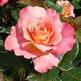 Троянда Августа Луїза (Augusta Luise) штамб Tantau, фото 3