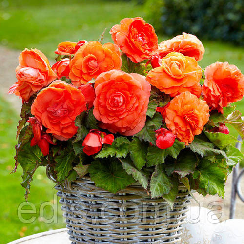 Бегонія бульбова махрова New Star Помаранчева, 1 бульба