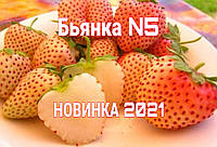 Саженцы клубники Бьянка (Bianka Fragola N5) рассада