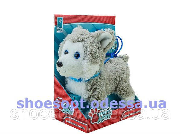 Собачка Хаскі на повідці ходить, гавкає, виляє хвостиком, фото 1