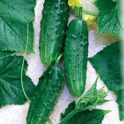 Насіння огірка Наташа F1, 100 насіння — бджолине, раннє гібрид (40-45 днів), Seminis, фото 2