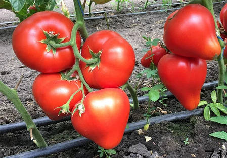 ПРЕЗИДЕНТ II F1 / PRESIDENT II F1, 8 семян — томат индетерминантный, Seminis, фото 2