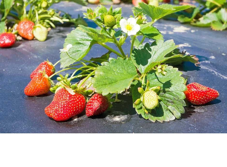 Мульчують плівка для полуниці 1200 мм х 40 мкм, фото 1