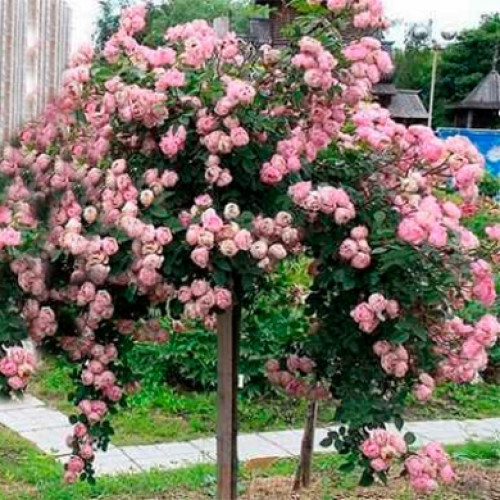 Троянда Серце троянди (Heart of Rose) штамб 2 щеплення, фото 1