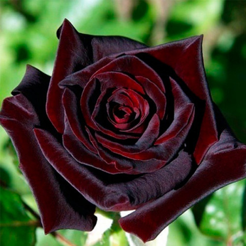 Троянда Чорна Королева (Black Queen) штамб 2 щеплення, фото 1