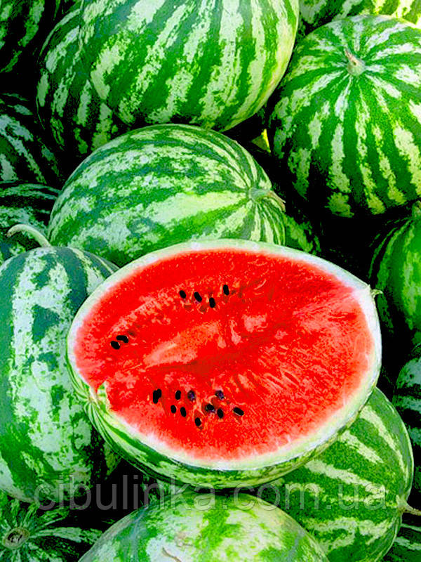 Кавун Астраханський 10 г, фото 1