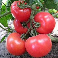 Мей Шуай F1 / Mei Shuai F1 насіння томату, 50 насіння - індетермінантний, великоплідний, рожевий, ранній. Seminis