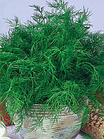 Насіння Укроп Алігатор кущовий 1 кг для вирощування на зелень високозручний сорт довго не викидає парасольку