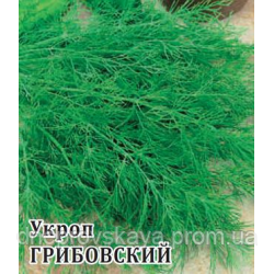 Насіння кроп Грибівський кущовий 25 кг вирощування у відкритому та захищеному ґрунті на зелень і спеції