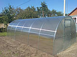 Теплиця "СТАНДАРТ" 3*8*2 (ш.д.в.) 24 кв. м., покрита полікарбонатом 6 мм, від виробника, фото 3