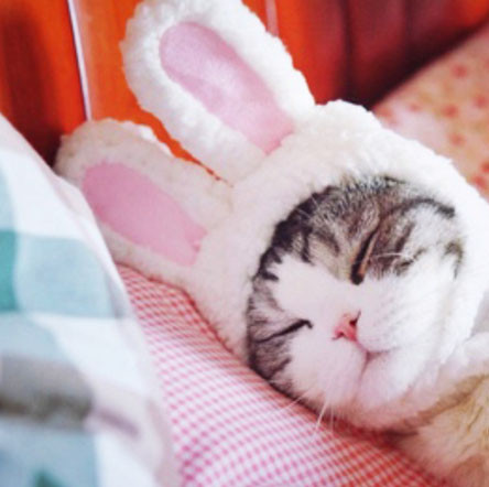 Шапочка для кота кішки Вушка