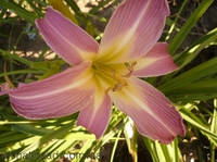 Лійник Orchid Corsage