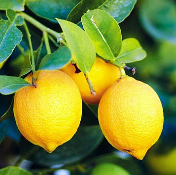 Саджанці лимона Еріка (Erika) - самозапильний, великоплідний, ремонтантний.