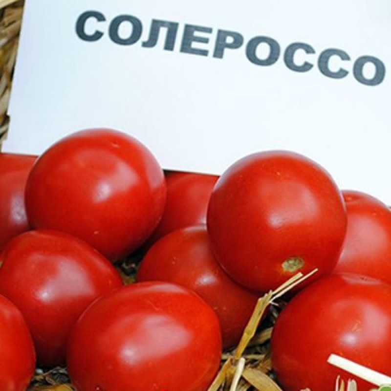 Насіння томату Солероссо F1, 50 насінин — ультраранній, червоний, детермінантний, круглий, Nunhems