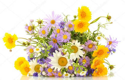 Насіння квітів