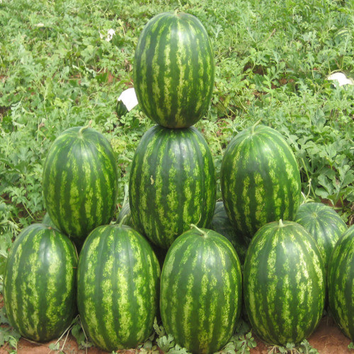 Насіння кавуна Бархан F1 1000 насінин — овальний, ранній Syngenta