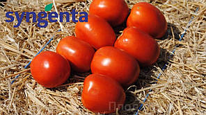 ЧИБЛИ F1 / CHIBLI F1, 2500 семян — томат детерминантный, Syngenta, фото 2