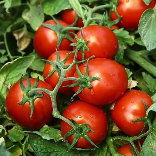 ЧИБЛИ F1 / CHIBLI F1, 2500 семян — томат детерминантный, Syngenta