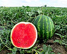 Кавун Кримсон Світ Нідерланди 10 г, фото 2