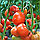 Томат ПАНІКРА F1 Syngenta 500 шт., фото 3