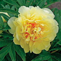 Півонія ІТО Bartzella кореневище