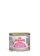 Корм Royal Canin BABYCAT INSTINCTIVE Cans Роял Канин Бебикет Инстинктив ж/б