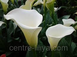 Кала White Flirt, 18/20