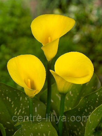 Купить Калла Gold Crown, 18/20, цена 48 грн — Prom.ua (ID#1090134420)