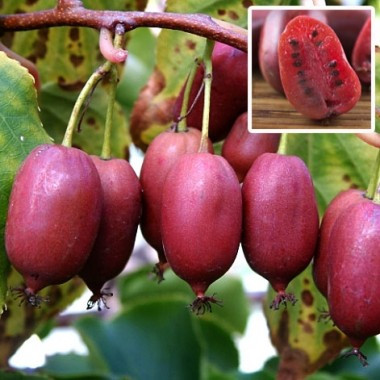 Саджанці актинідії (ківі) Кенс Ред (Kens Red) - жіночий сорт, морозостійка, урожайна +