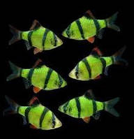 Барбус суматранский глофиш Glofish зеленый, кольти 20 мм