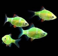 Барбус глофиш Glofish зеленый, кольти 20 мм