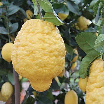 Цитрон Максіма (2роки)