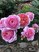 Саджанці троянди "Айсфогель", фото 3