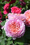 Саджанці троянди "Айсфогель", фото 4