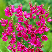 Іксія Mabel (Мейбл), 5 цибулин