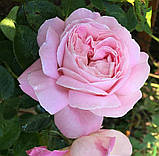 Троянда Міріам. (в). Чайно-гібридна троянда, фото 2