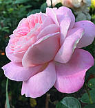 Троянда Міріам. (в). Чайно-гібридна троянда, фото 3