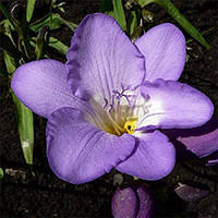 Фрезія Проста Blue цибулини 5 шт.