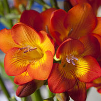 Луковицы Фрезия Простая White 5 шт