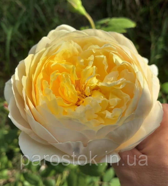 Троянда Чарльз Дарвін. (вв). Англійська троянда