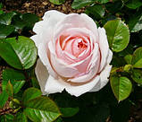 Троянда Андре ле Нотр. (ввв). Чайно-гібридна троянда, фото 2