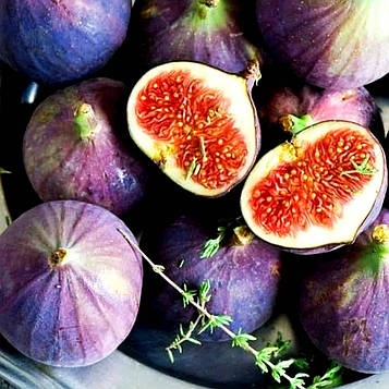 Саджанці інжиру Київський великоплідний (large-fruited) — ремонтантний, самоплідний, великоплідний (3-річний)