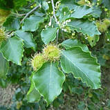 Бук саджанці в контейнерах декоративні дерева Fagus sylvatica, фото 4
