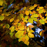 Бук саджанці в контейнерах декоративні дерева Fagus sylvatica, фото 6