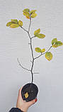 Бук саджанці в контейнерах декоративні дерева Fagus sylvatica, фото 7