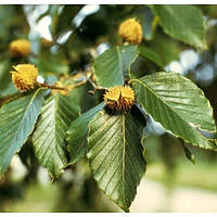 Бук саджанці в контейнерах декоративні дерева Fagus sylvatica